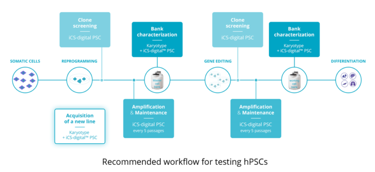 Recommended workflow for testing hPSCs