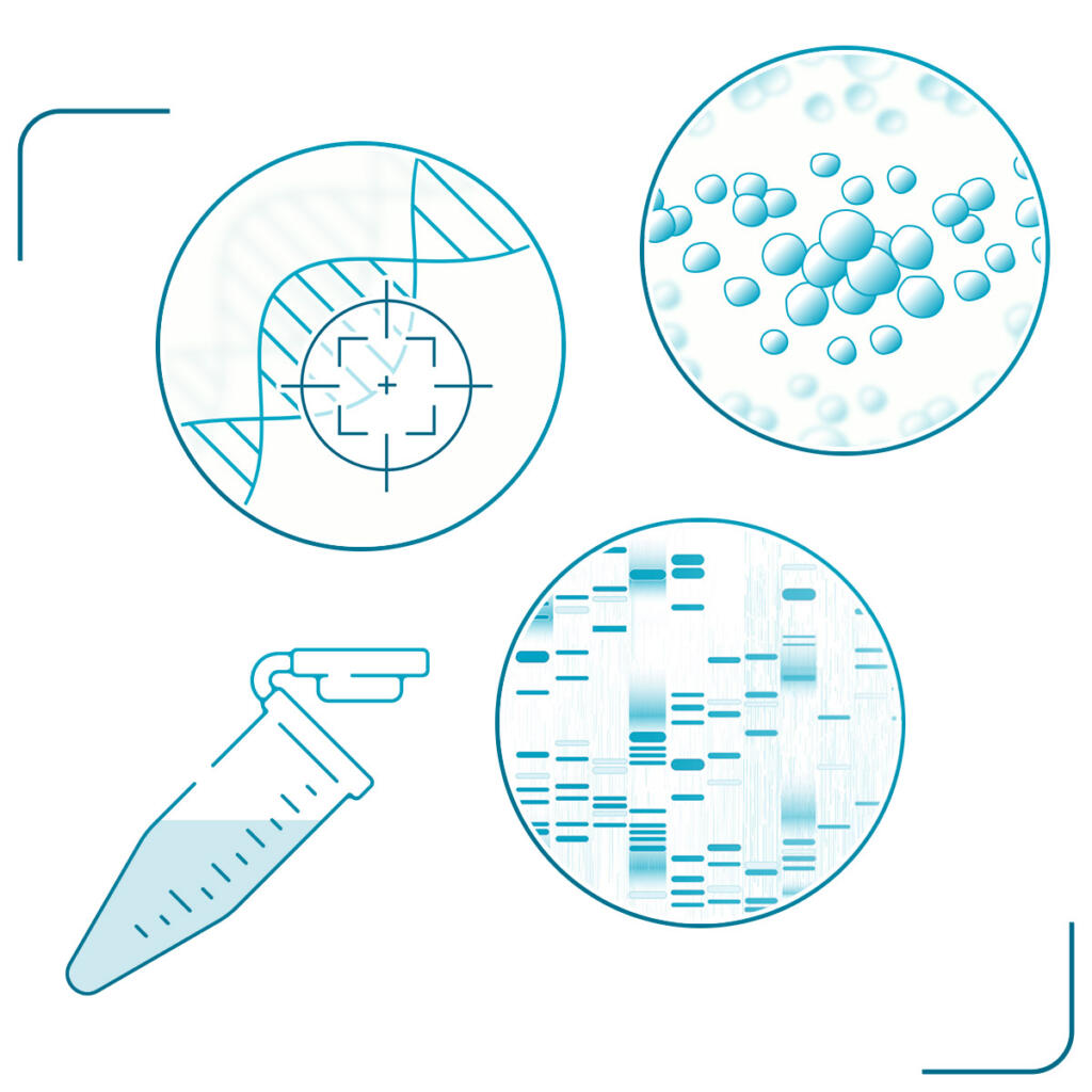 Comply with the ISSCR standards with our new 3-in-1 service: digital karyotyping, STR & mycoplasma testing from one sample in just 3 days! Send DNA in the post and we’ll take it from there.