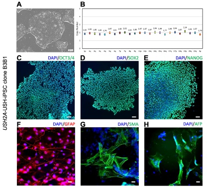 Sanjurjo-Soriano et al. have used iCS-digitalTM to check the genetic integrity of the cells used in their piece of research