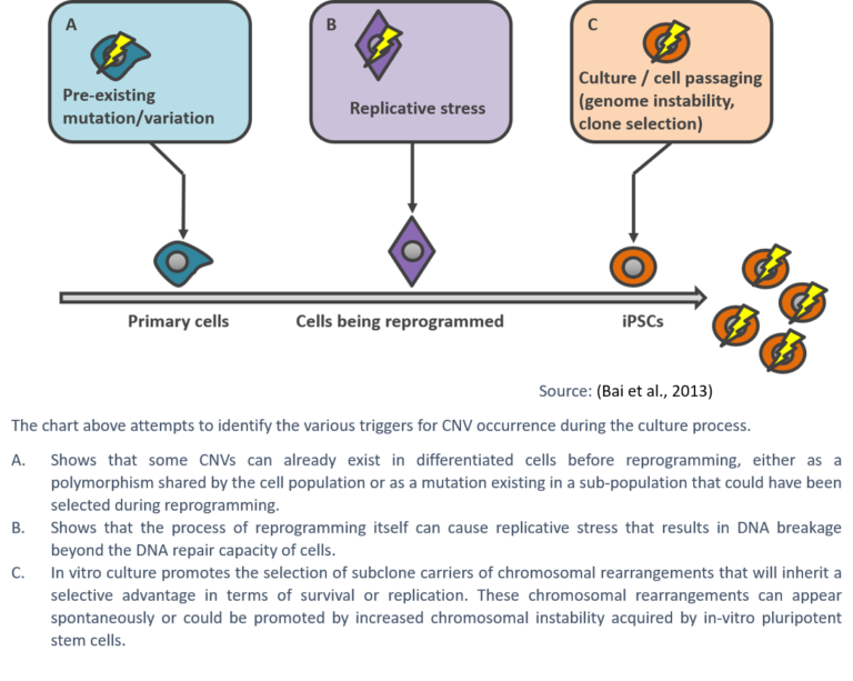 Triggers for CNVs occurences during the culture process