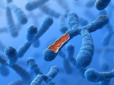Picture of a chromosome