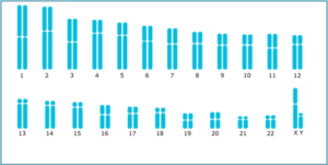 Example of a G-Banding karyotype