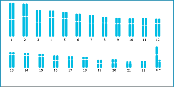 Example of a G-Banding karyotype