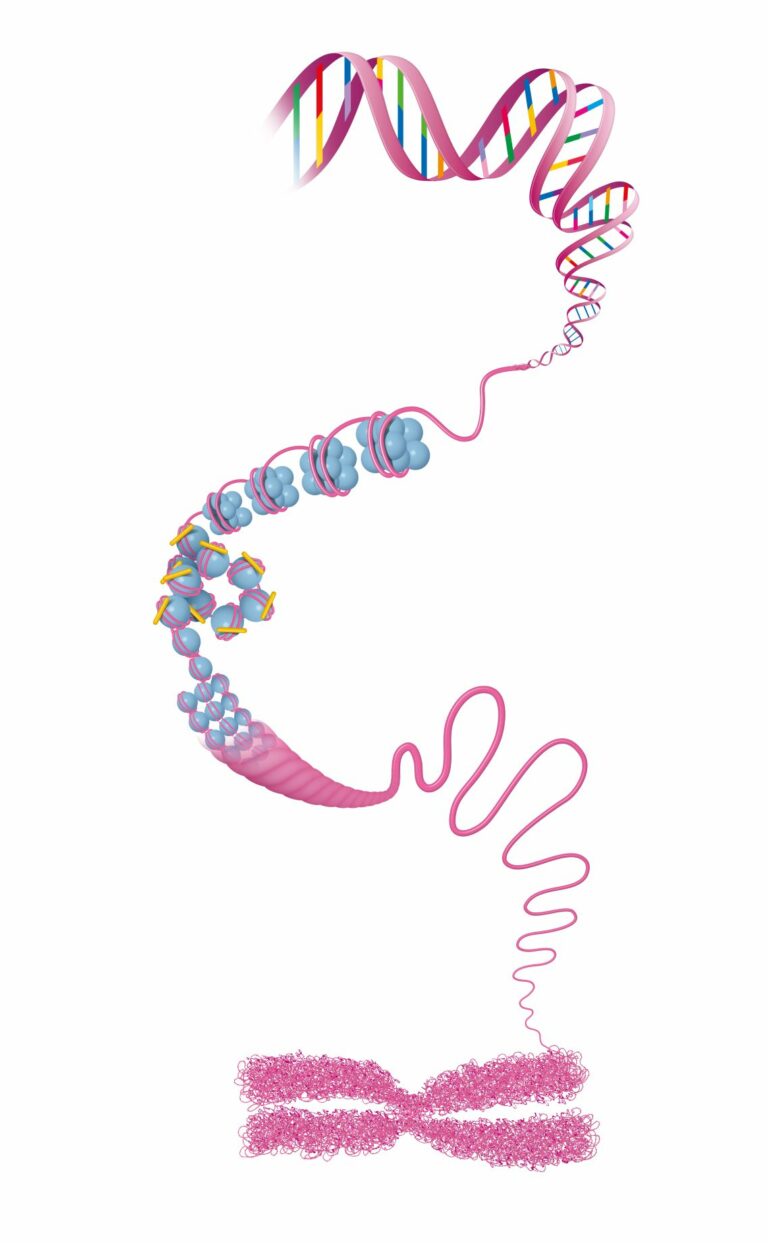 DNA chromosomial structure