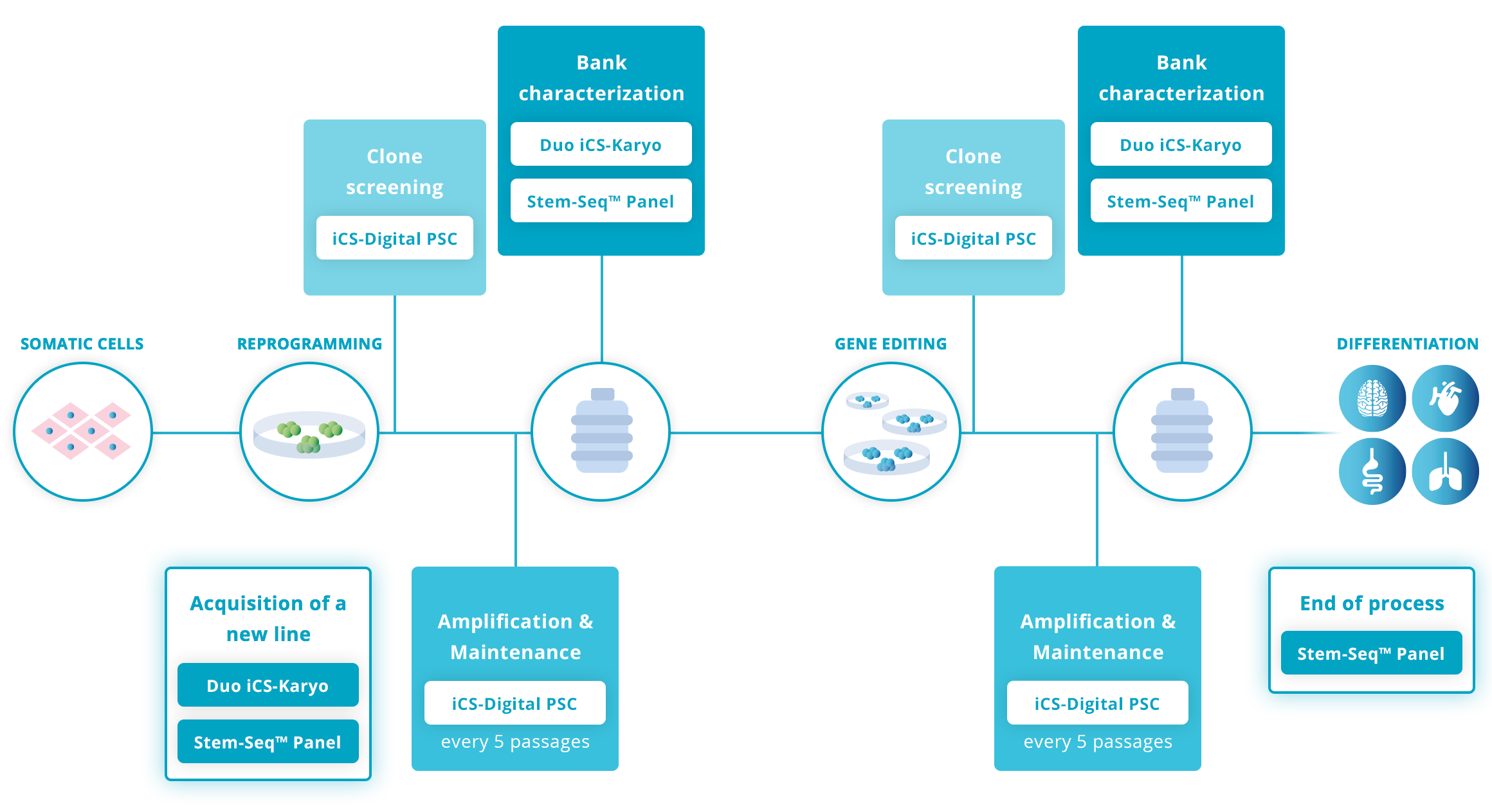 The workflow for PSC genetic integrity quality control recommended by Stem Genomics