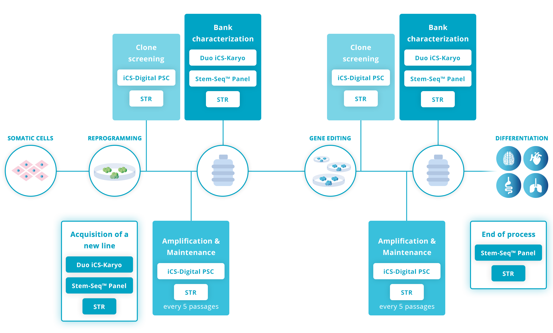 The workflow for PSC genetic integrity quality control recommended by Stem Genomics