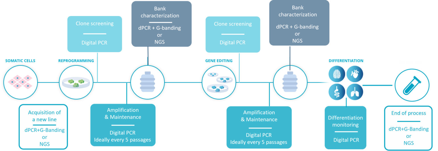 Genomic stability workflow for hPSC