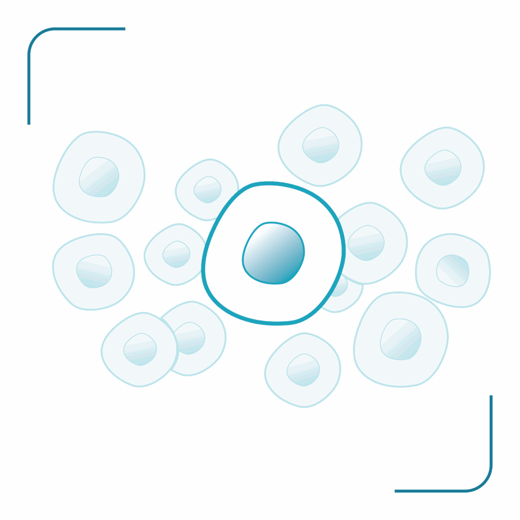 pluripotent stem cells