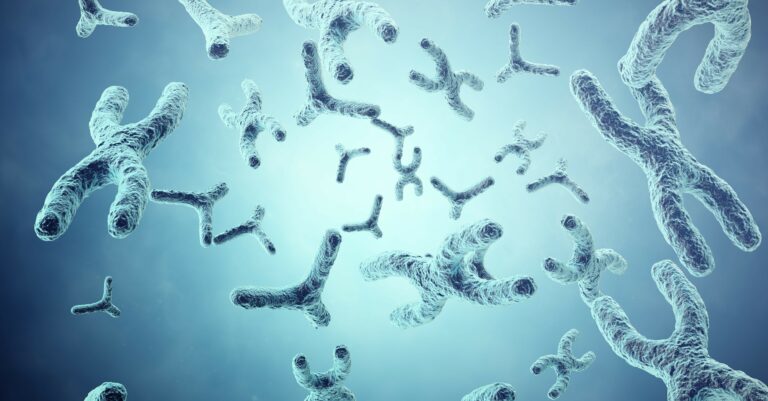 human chromosomes