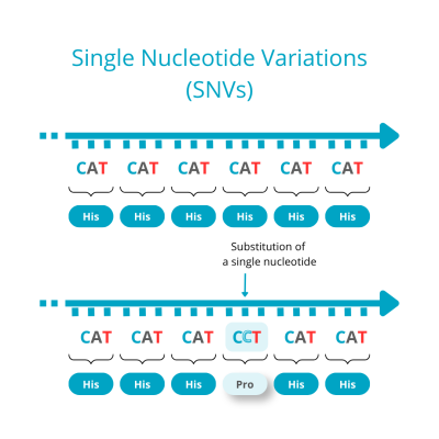 SNVs illustration