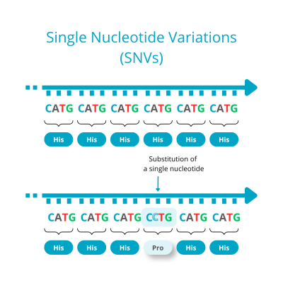Single Nucleotide Variations (SNVs) illustration