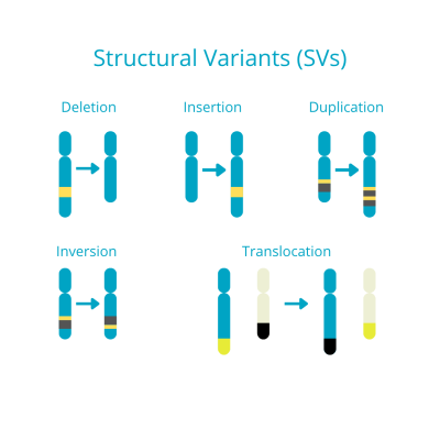 Structural variants illustration